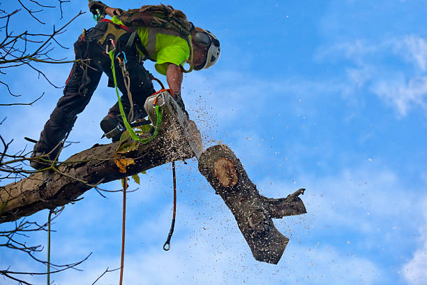 Lawn Watering Services in Shell Lake, WI